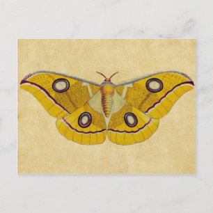 Antik Moth Vykort