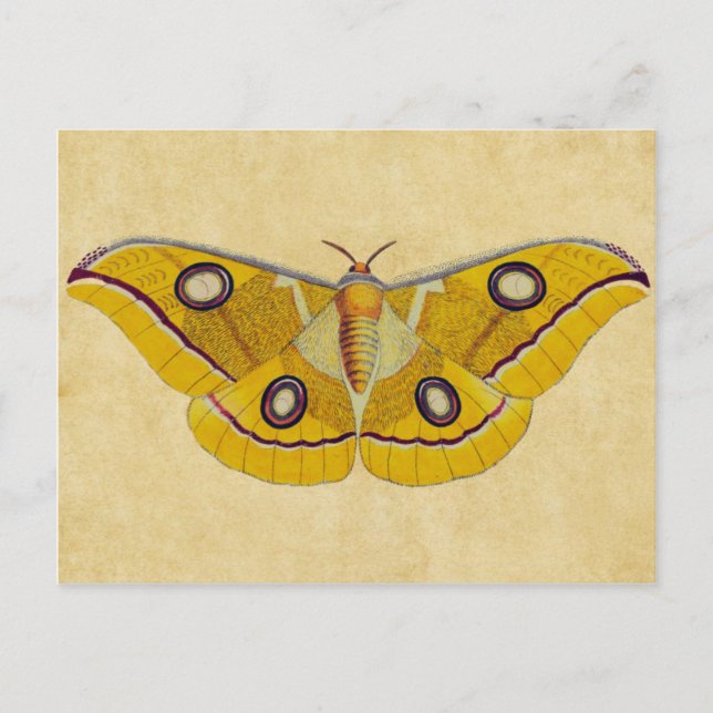 Antik Moth Vykort (Framsida)