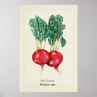 Antik röd rotting botanisk illustrationsväggkonst poster