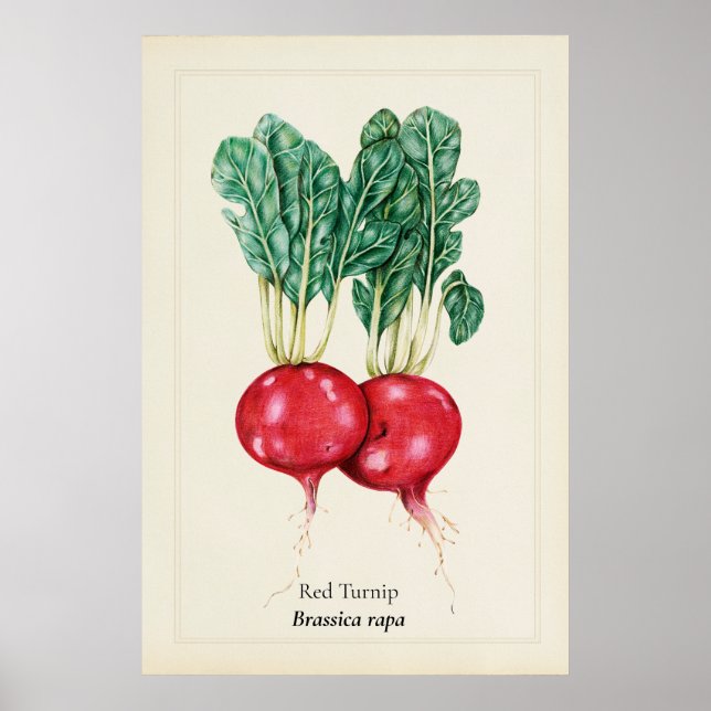 Antik röd rotting botanisk illustrationsväggkonst poster (Framsidan)