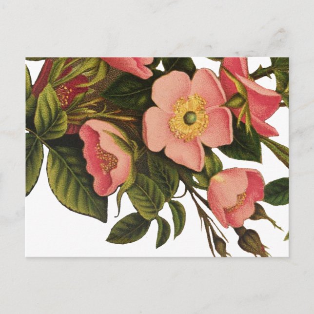 Antik ros blomkonst illustration ritning vykort (Framsida)