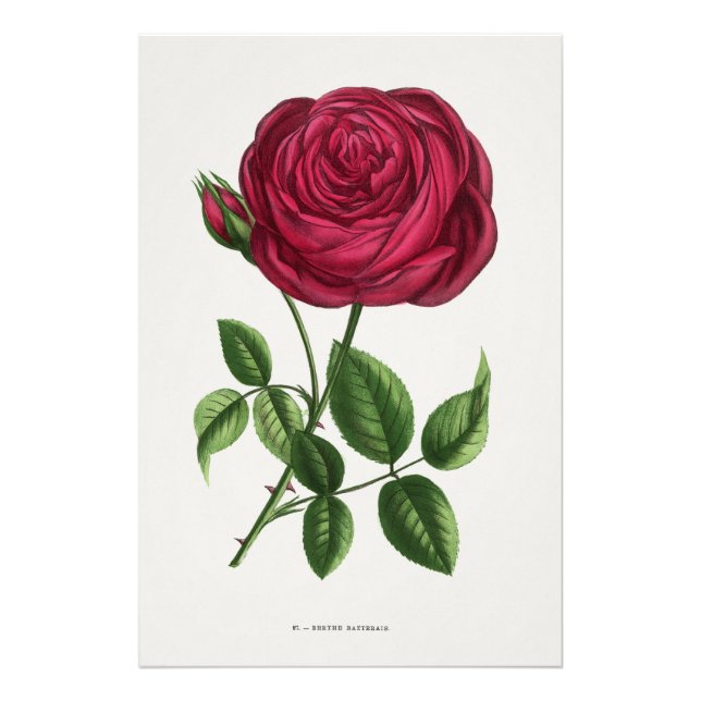 Antik ros litografi, François-Frédéric Grobon Fototryck (Framsidan)