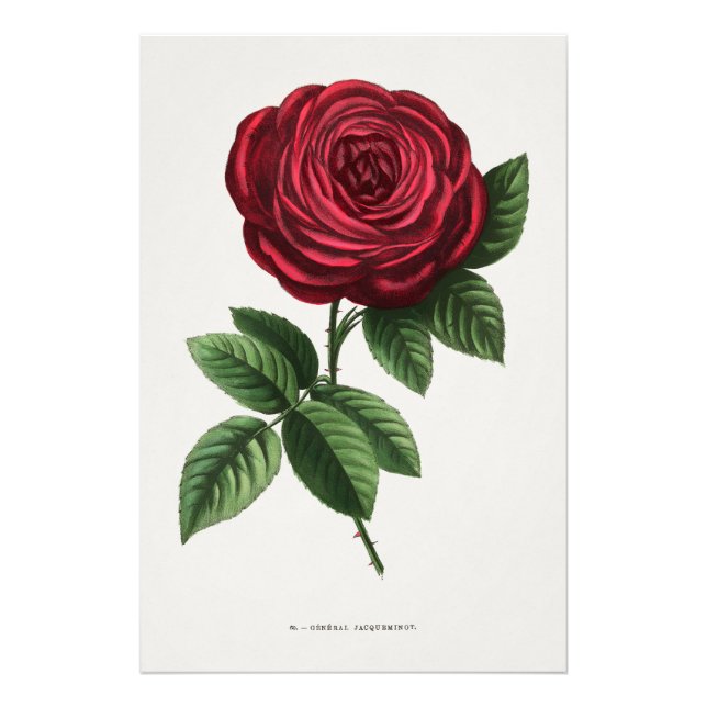 Antik ros litografi, François-Frédéric Grobon Fototryck (Framsidan)