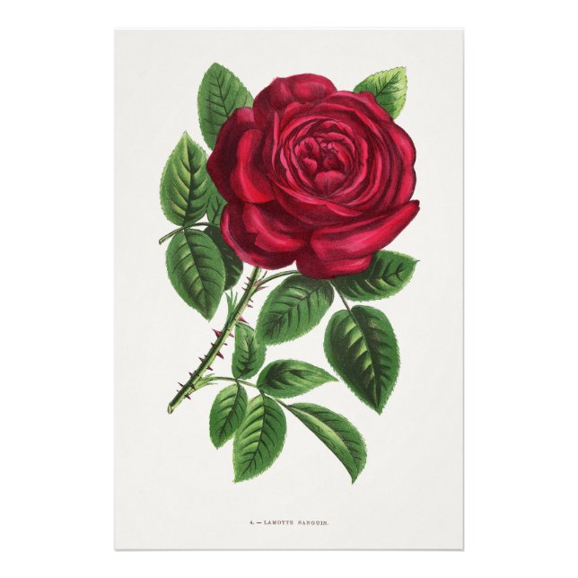 Antik roselitografi, François-Frédéric Grobon Fototryck (Framsidan)