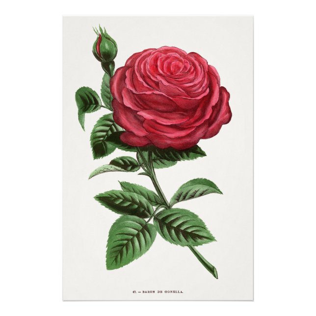 Antik roselitografi, François-Frédéric Grobon Fototryck (Framsidan)