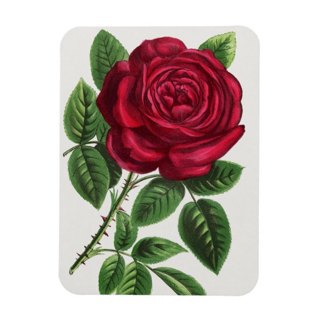 Antik roselitografi, François-Frédéric Grobon Magnet (Vertikal)