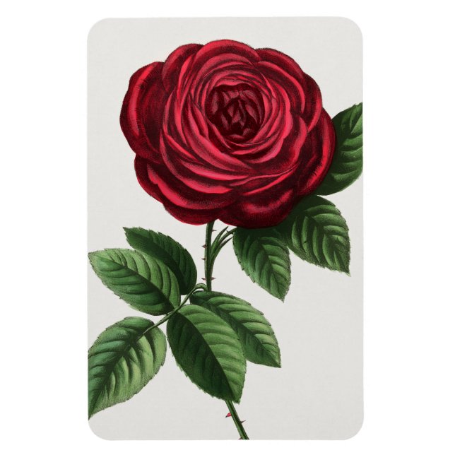 Antik roselitografi, François-Frédéric Grobon Magnet (Vertikal)