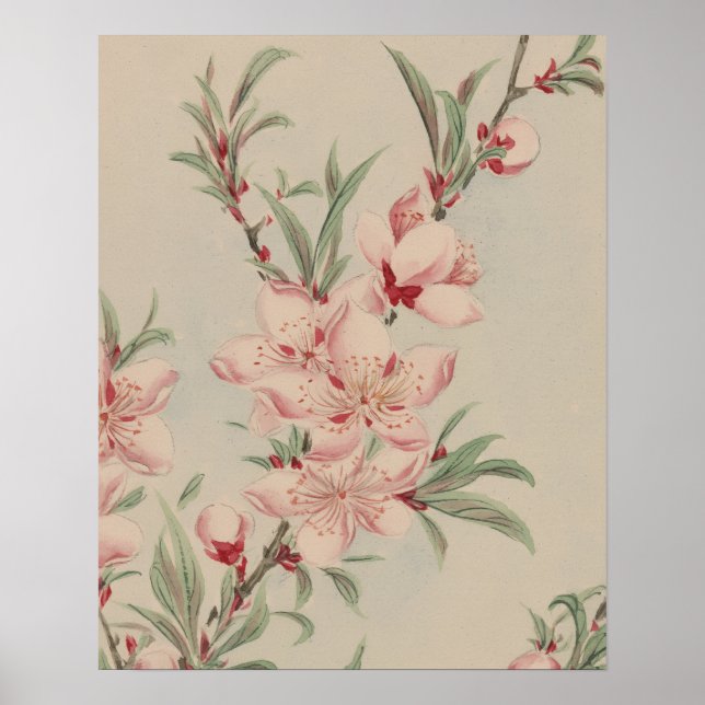 ANTIK ROSENKNOPP BOTANISK KONST POSTER (Framsidan)