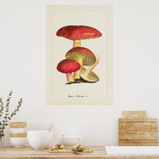 Antik svampkonsttryck poster