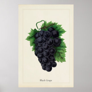 Antik svart druva botanisk kulinarisk konsttryck poster