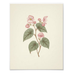 Antik Vintage Botanisk Skiss Rosa Begonia Fototryck