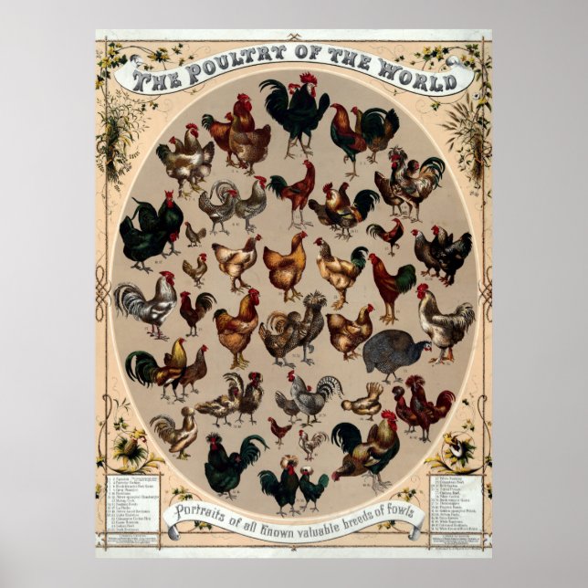 Antika1868 Fjäderfä i världen Poster (Framsidan)