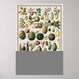 Antika Grönsaker Adolphe Millot Illustration Poster