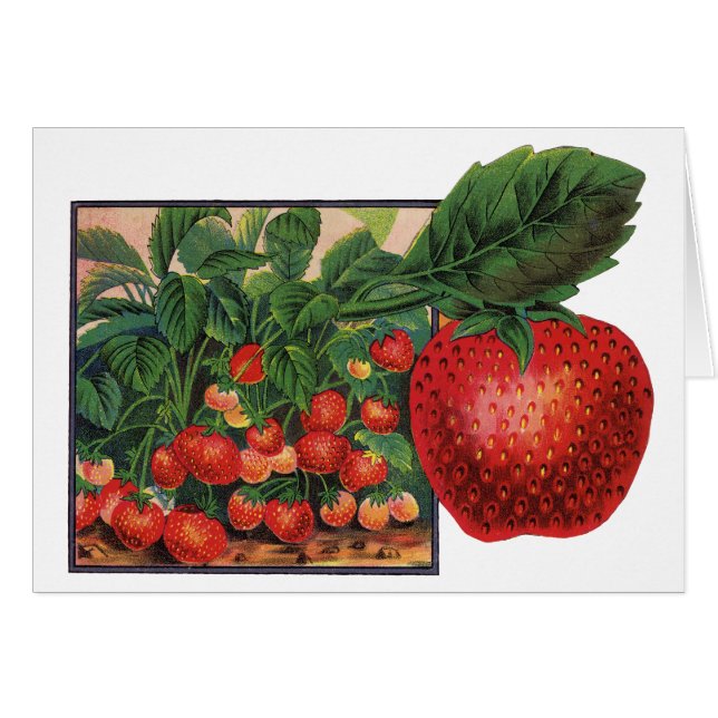 Antika jordgubbar, jordgubbsplantor på en gård hälsningskort (Framsidan Horizontal)