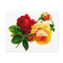 Antika röda och gula rosor vykort