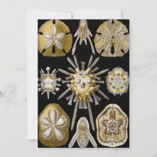 Antika sjöborrar sanddollar av Ernst Haeckel Inbjudningar