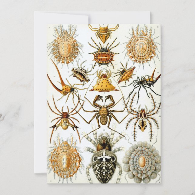 Antika spindlar eller spindeldjur av Ernst Haeckel Inbjudningar (Framsida)