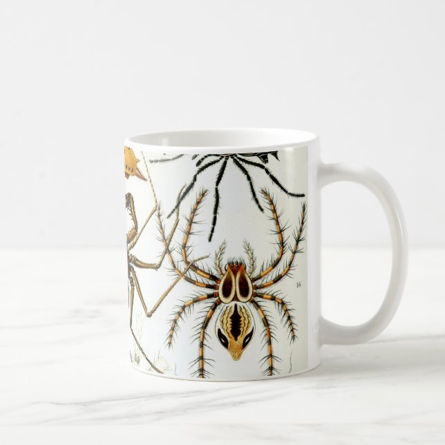 Antika spindlar eller spindeldjur av Ernst Haeckel Mugg (Höger)