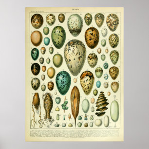 Antikabelt fågeläggsmur konsthandling poster