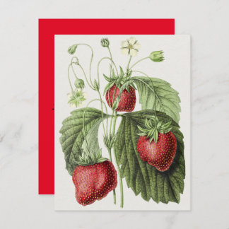 Antikaillustration av hönsbälten. anteckningskort