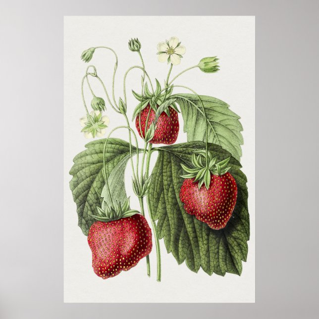 Antikaillustration av hönsbälten. poster (Framsidan)