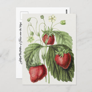 Antikaillustration av hönsbälten. vykort