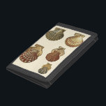 Antikalade Snäckor<br><div class="desc">Konstnären Denis Diderot är begåvad och känd för sitt underbara havsliv i bilder. I den här levande bilden fångar han fyra krackade Conch-paneler i sitt mest naturliga stil. Ofta spricker man sig som de här fyra segelerna och i en sepiatonas tittar ton. Hämta din årstidsprodukt idag och du kan själv...</div>