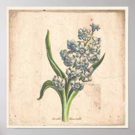 Antikalt botaniskt tryck Poster hyacint Blooms