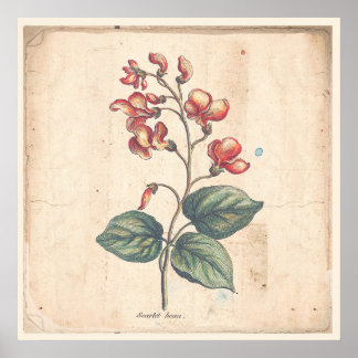 Antikalt utskrift Poster Scarlets Springer  Bean