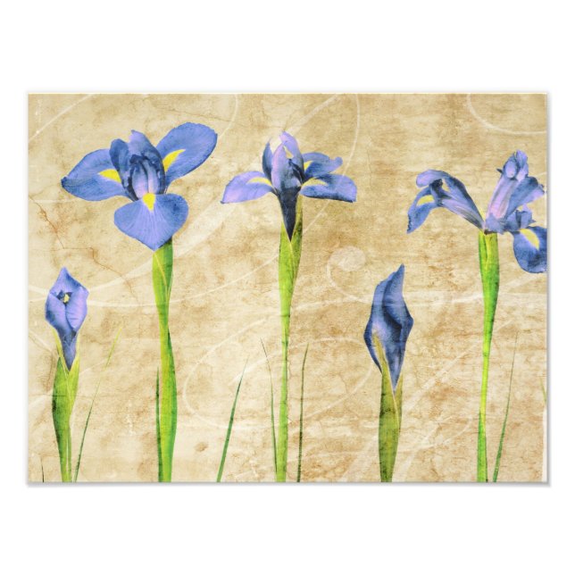 Antiketstrykning - Vintage Iris-bakgrund Anpassa Fototryck (Framsidan)