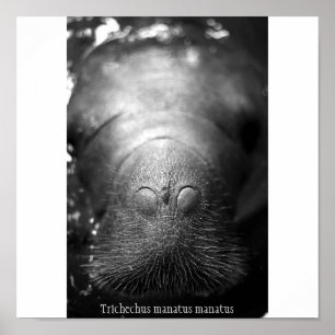 Antillansk manatee poster