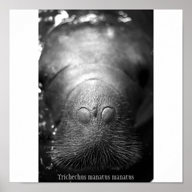 Antillansk manatee poster (Framsidan)