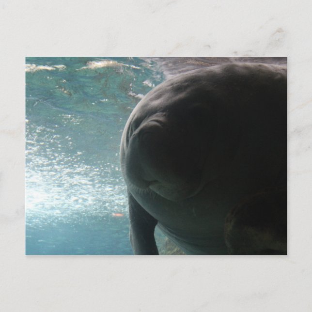 Antillean Manatee # 3 Vykort (Framsida)