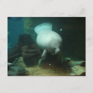 Antillean Manatee Vykort