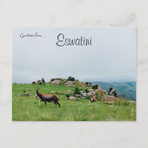 Antilop i Swaziland National Park Eswatini Vykort