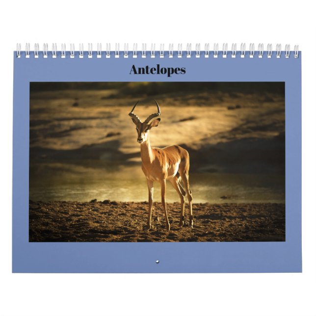 Antilop Kalender (Omslag)