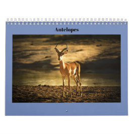 Antilop Kalender