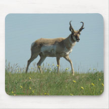 Antilop och vildblommar för A10 Pronghorn
