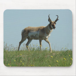 Antilop och vildblommar för A10 Pronghorn Musmatta