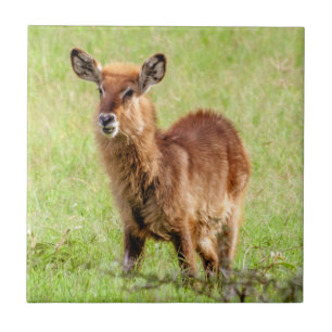 Antilop Waterbuck för barn för Getty bilder br Kakelplatta