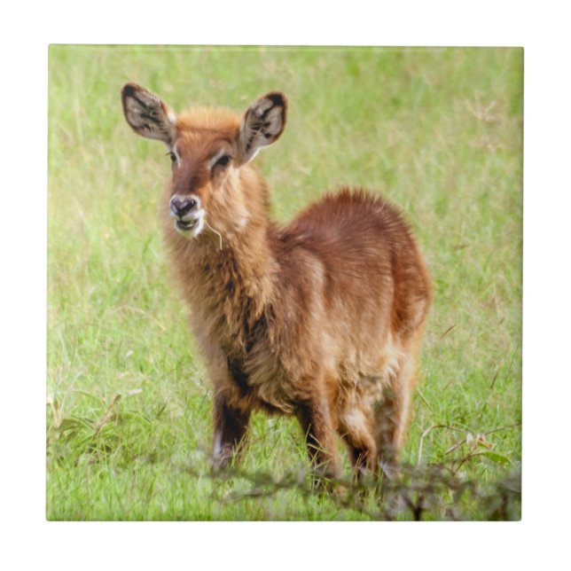Antilop Waterbuck för barn för Getty bilder | brun Kakelplatta (Framsidan)