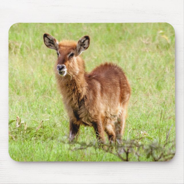 Antilop Waterbuck för barn för Getty bilder | brun Musmatta (Framsidan)