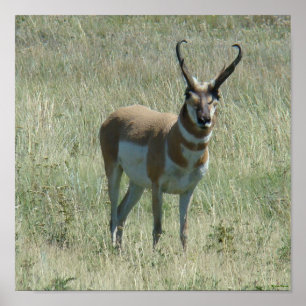 Antilopbock för A13 Pronghorn Poster