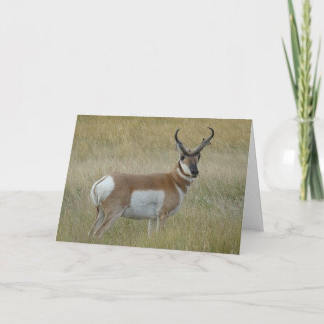 Antilopbock för A1 Pronghorn Kort (Framsida)