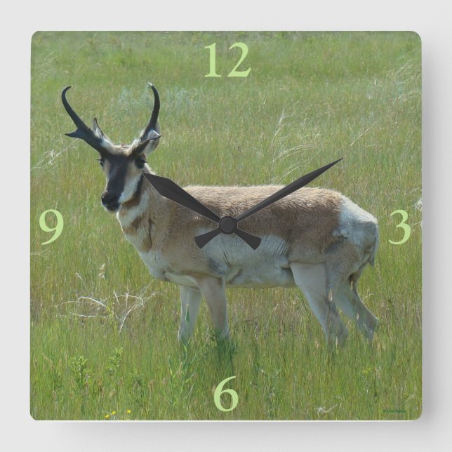 Antilopbock för A36 Pronghorn Fyrkantig Klocka (Framsida)