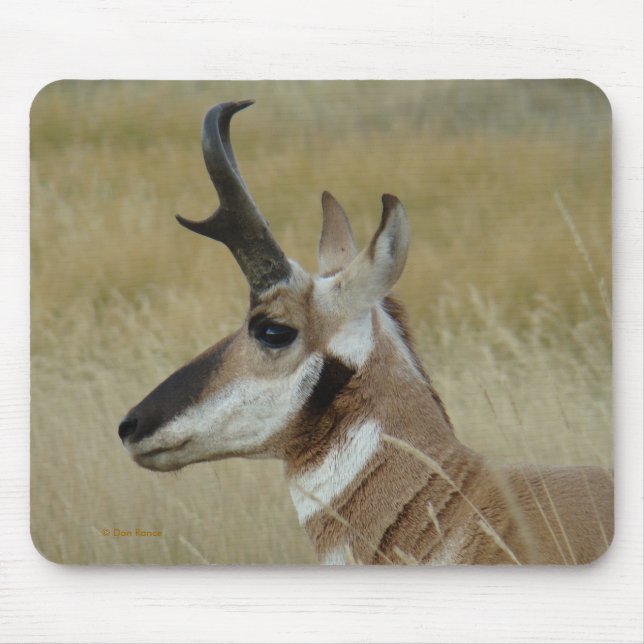 Antilophuvudet för A4 Pronghorn profilerar Musmatta (Framsidan)