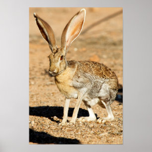 Antilopjackrabbitporträtt, Arizona Poster