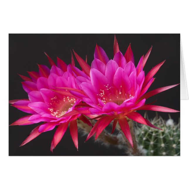 Antimateriell tid två hälsningskort (Framsidan Horizontal)