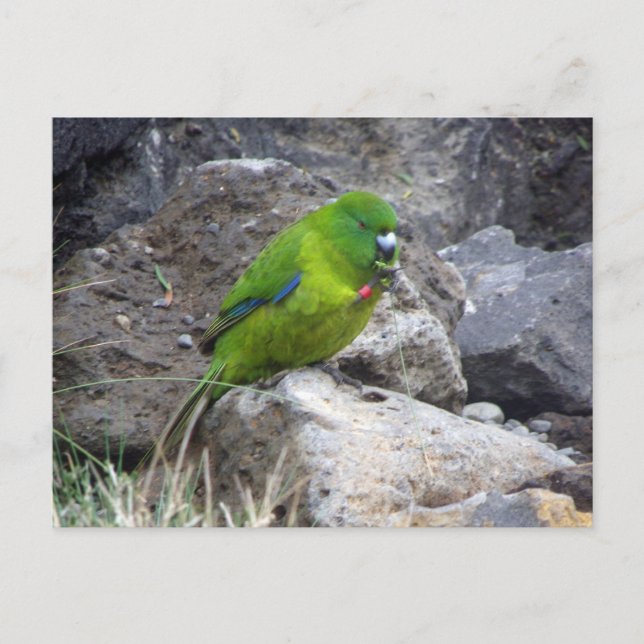 Antipodes Island Parakeet Vykort (Framsida)