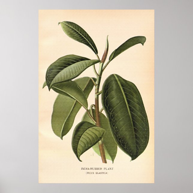 Antique 1800-talets färg-blommor litho poster (Framsidan)